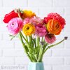 Ranunculus pryskyrniky mix 4