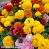 Ranunculus pryskyrniky mix 7