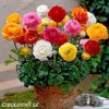 Ranunculus pryskyrniky mix 0