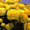 Ranunculus yellow 03