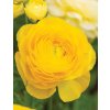Ranunculus yellow 05