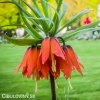 oranžový řebčík fritillaria aurora 3