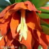 oranžový řebčík fritillaria aurora 4