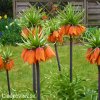 oranžový řebčík fritillaria aurora 5