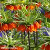 oranžový řebčík fritillaria aurora 6