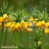 žlutý řebčík fritillaria Lutea 3