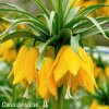 žlutý řebčík fritillaria Lutea 1