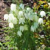 bílý řebčík fritillaria meleagris alba 4