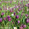 kostkované řebčíky směs fritillaria meleagris mix 5