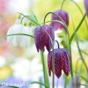 kostkované řebčíky směs fritillaria meleagris mix 6