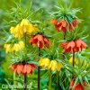 řebčíky směs fritillaria mix 5