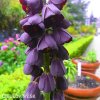 černý řebčík fritillaria persica 2