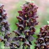 černý řebčík fritillaria persica 1