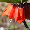červený řebčík fritillaria rubra 2