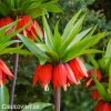 červený řebčík fritillaria rubra 3