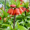 červený řebčík fritillaria rubra 6