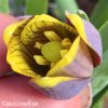 řepčík fritillaria uva vulpis 3