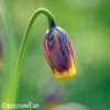 řepčík fritillaria uva vulpis 4