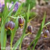 řepčík fritillaria uva vulpis 5