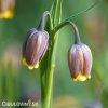 řepčík fritillaria uva vulpis 6