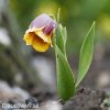 řepčík fritillaria uva vulpis 7