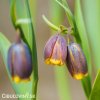 řepčík fritillaria uva vulpis 1