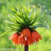 oranžový řebčík fritillaria william rex 1