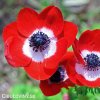 červená sasanka anemone hollandia 2