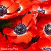 červená sasanka anemone hollandia 4