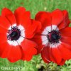 červená sasanka anemone hollandia 5