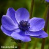 modrá sasanka anemone mr fokker 2