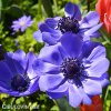 modrá sasanka anemone mr fokker 7