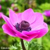 růžová sasanka anemone sylphide 4