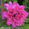 sasanka směs anemone st brigid mix 5