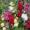 Alcea mix 3