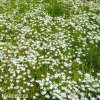 bily snedek chocholicnaty ornithogalum umbellatum 3