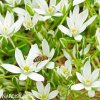 bily snedek chocholicnaty ornithogalum umbellatum 5