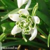 snezenka galanthus flore pleno 4