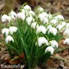 snezenka galanthus flore pleno 6