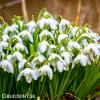 snezenka galanthus flore pleno 1