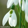 Sněženka Galanthus Elwesii 3