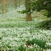 snezenka galanthus nivalis 5