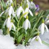 snezenka galanthus woronowii 2