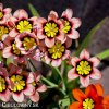 Sparaxis tricolor mix Cikanska kvetina Dripulka smes 2
