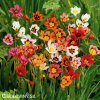 Sparaxis tricolor mix Cikanska kvetina Dripulka smes 3
