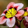 Sparaxis tricolor mix Cikanska kvetina Dripulka smes 5