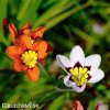 Sparaxis tricolor mix Cikanska kvetina Dripulka smes 6