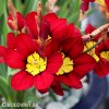 Sparaxis tricolor mix Cikanska kvetina Dripulka smes 7