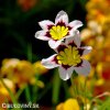 Sparaxis tricolor mix Cikanska kvetina Dripulka smes 9