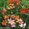 Sparaxis tricolor mix Cikanska kvetina Dripulka smes 10